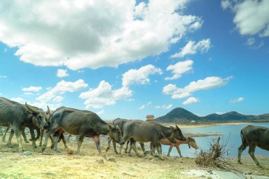 Savanalı Asya bufalosu ve mavi gökyüzü arka planlı göl