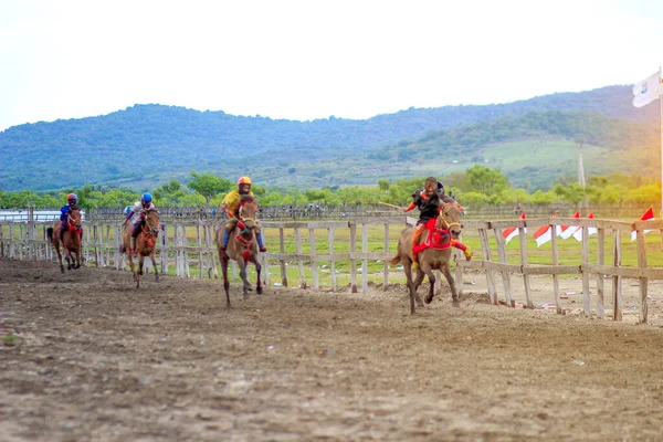 Sumbawa Indonesia Junho 2020 Main Jaran Uma Corrida Cavalos Competir — Fotografia de Stock