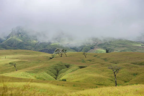 Deep Forest Savannah Rinjani — Foto de Stock