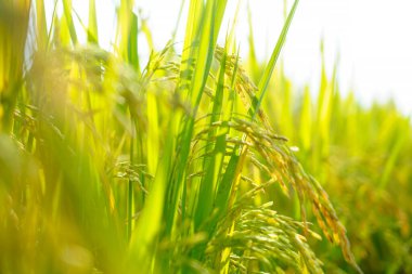Güneş doğarken sarı pirinçten makro manzara