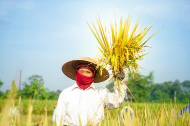 Bali Endonezya 26 Haziran 2020: Pirinç tarlası hasat eden mutlu çiftçiler, organik çeltik pirinç tarlası hasat eden çiftçiler, pirinç harman eden çiftçiler, çiftçi hasat pirinci, kırsal bölge