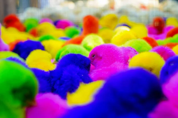 Pulcini Colorati Sfondo Animali Colorati — Foto Stock