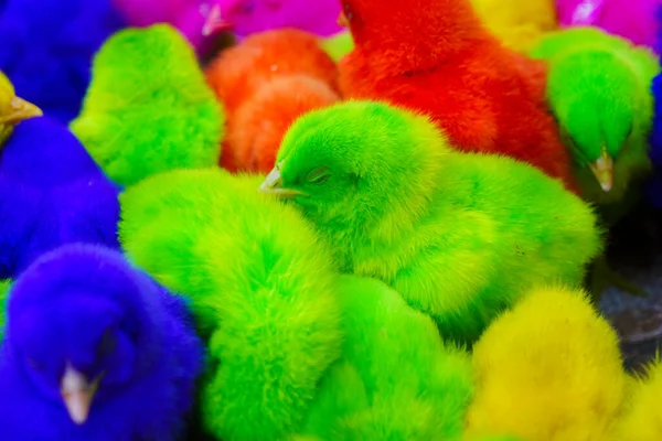 Pollitos Coloridos Fondo Animales Coloridos — Foto de Stock
