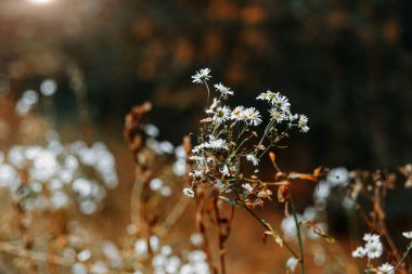 Çiçek dalı. Kırmızımsı yeşil arka planda beyaz papatyalar. Sonbahar doğası. İyi günler. Düş.