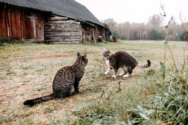 Two Striped Cats Fight Village Street Angry Cats Grass — Stock Photo, Image
