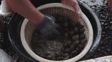 Kadın kabuk pişirmek için su ile Temizleme