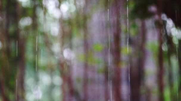 Gotas Lluvia Sobre Fondo Del Bosque — Vídeos de Stock