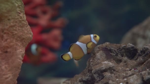 Clownfish Πολύχρωμο Και Όμορφο Σχέδιο — Αρχείο Βίντεο