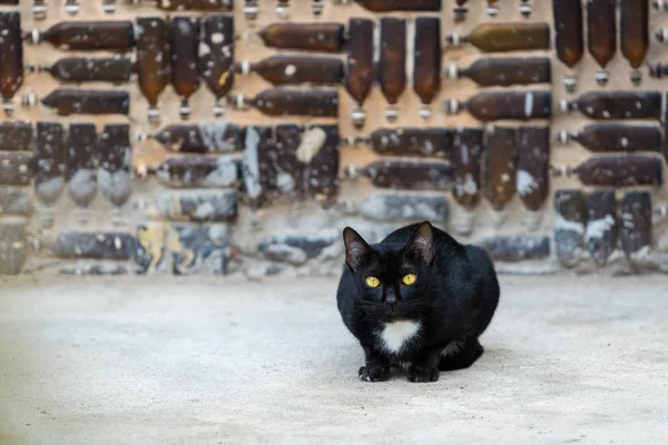 Zwarte Kat Met Gele Ogen Staren Naar Fles Muur Achtergrond — Stockfoto