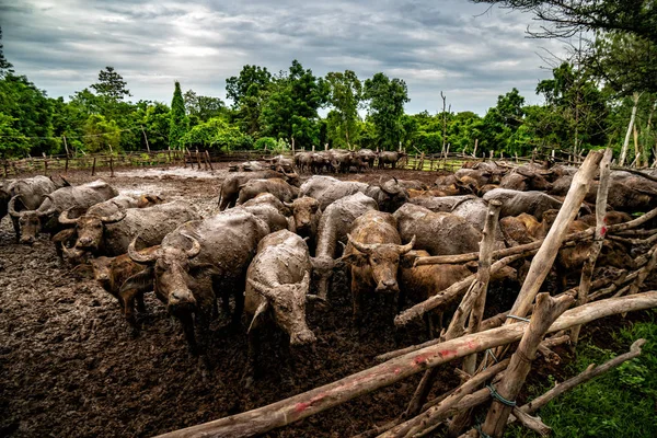 Agricultura Búfalos Zonas Rurales Del País Tailandia Imagen de archivo