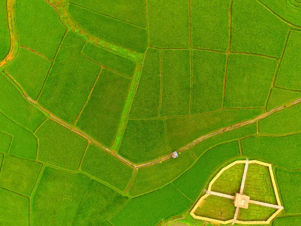 Rice farm Χάρτης, Bird Eye View — Φωτογραφία Αρχείου