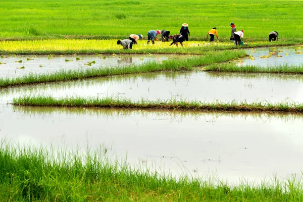 Germoglio di riso pronto a crescere nella risaia — Foto Stock