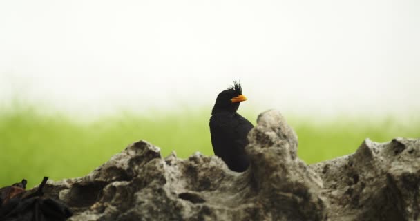 Bellissimo Uccello Nero Una Roccia Dci — Video Stock