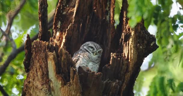 Child Cute Owls Made Hollow Tree Staring Big Eyes Thailand — Stock Video