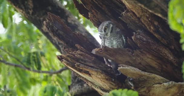 儿童可爱的猫头鹰是在一个空心的树盯着大眼睛在泰国 Dci — 图库视频影像