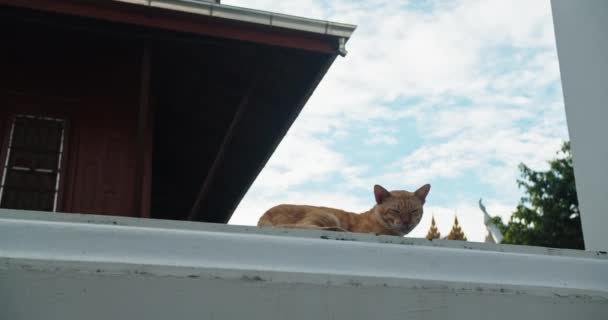 Cat Sleeping Wall Camera Panning Shot — Stock Video