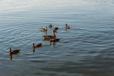 Ördek ve ördek yavruları gölde