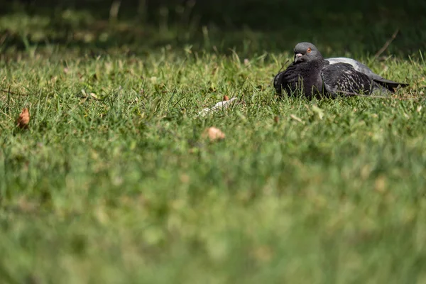 Taube Auf Dem Gras — Stockfoto