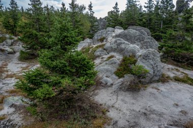 gökyüzü, taşlar ve ağaçlar. vahşi ormanın ortasında