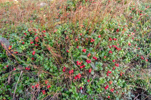 Wild Berries Top Mountain — Stock Photo, Image