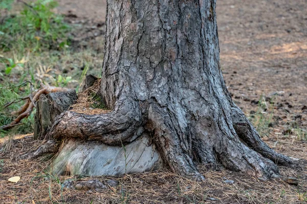 tree roots in the city forest