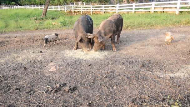Family Pig Feeding Food Farm — Stock Video