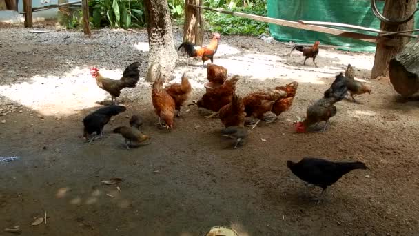 Группа Курицы Кормление Пищи Земле — стоковое видео