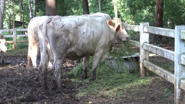 Vit Kon Betar Gräs Gården — Stockvideo