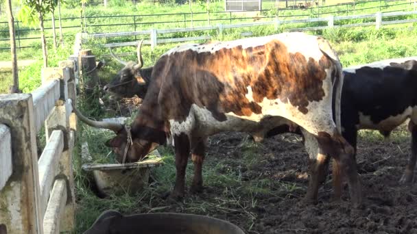 ロングホーン牛の農場で放牧草 — ストック動画