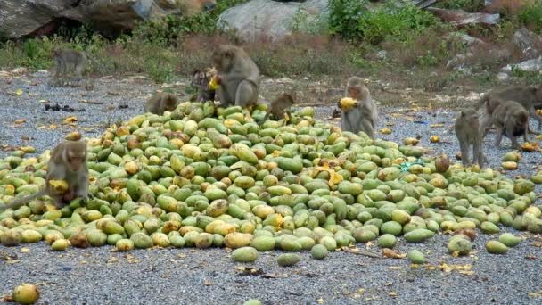 Mango Yığını Üzerinde Yemek Maymun — Stok video