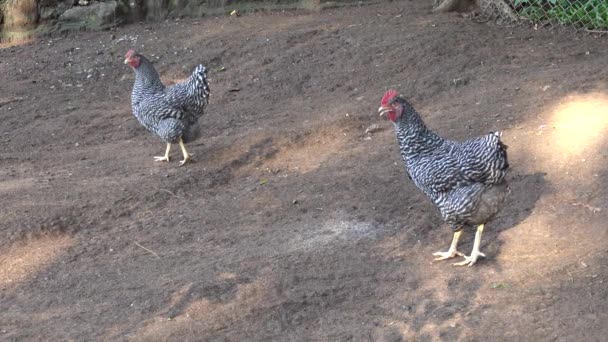 Tavuk Çiftliğinde Yürüyüş — Stok video