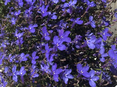 Çiy stok fotoğraf. Çiy yaprakları yakın çekim üzerine düşer