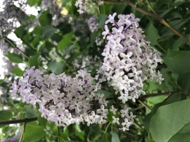 Leylak sprigs closeup