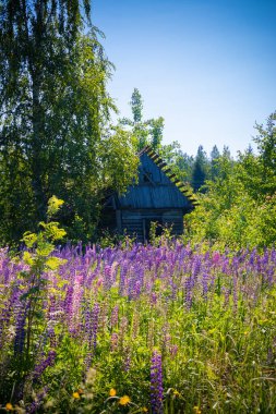 Ormanda yıkılmış bir ev.