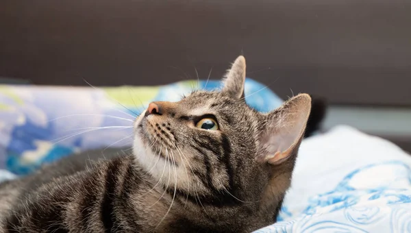 Retrato Gato Grande — Foto de Stock