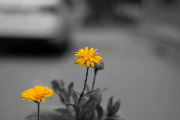 Желтый Цветок Улице — стоковое фото