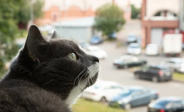 Porträtt Grå Katt Fönstret — Stockfoto