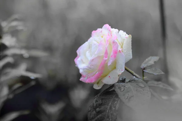 Pink Rose Monochrome Background — Stock Photo, Image