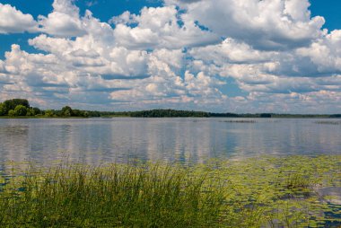 Su üzerinde yeşil çimenler ve taşlar ve mavi gökyüzü arkaplanı