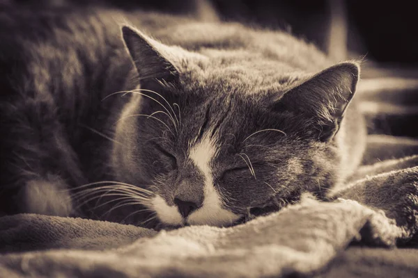 Katt Liggande Sängen Och Sova — Stockfoto