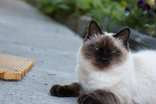 Katten Ligger Trädgården — Stockfoto