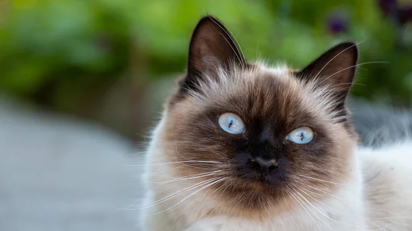 Bir kedinin portresini kapat.