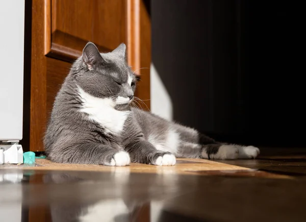 Kedi Mutfakta Yatıyor — Stok fotoğraf