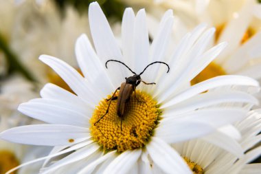 Böcek bir yaz gününde sarı çiçeğe oturur.