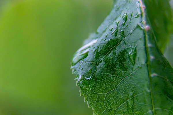 Wasser Fließt Nach Regen Von Grünen Blättern Herab — Stockfoto
