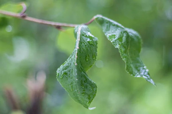 Acqua Scende Dalle Foglie Verdi Dopo Pioggia — Foto Stock