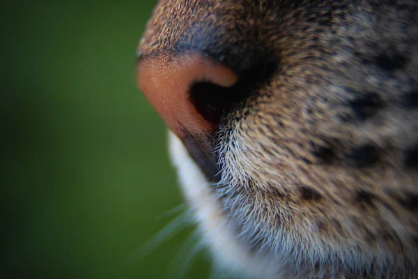 Rosa Katt Näsa Närbild — Stockfoto