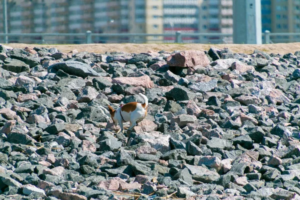 Perro Pequeño Corriendo Sobre Piedras — Foto de Stock