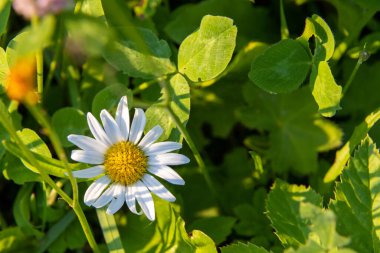 Yeşil yaprakların arasında sarı papatya çayı