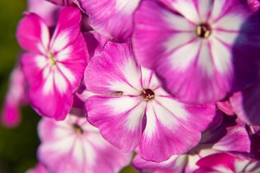 Bahçedeki kırmızı ve beyaz fenomen